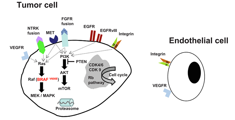 Candidate molecular pathways targeting interventions in glioblastoma