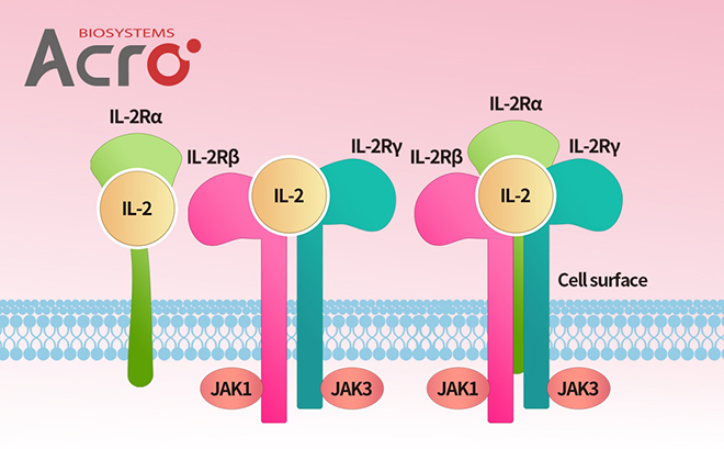 IL-2 and IL-2 Receptors