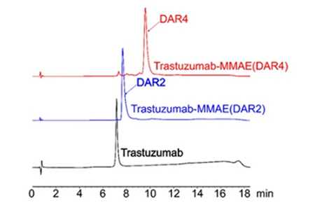 High homogeneity conjugated antibodies