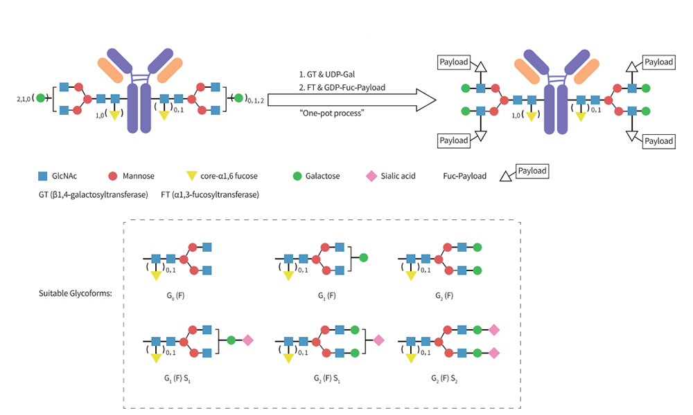 Mechanism of Conjugation