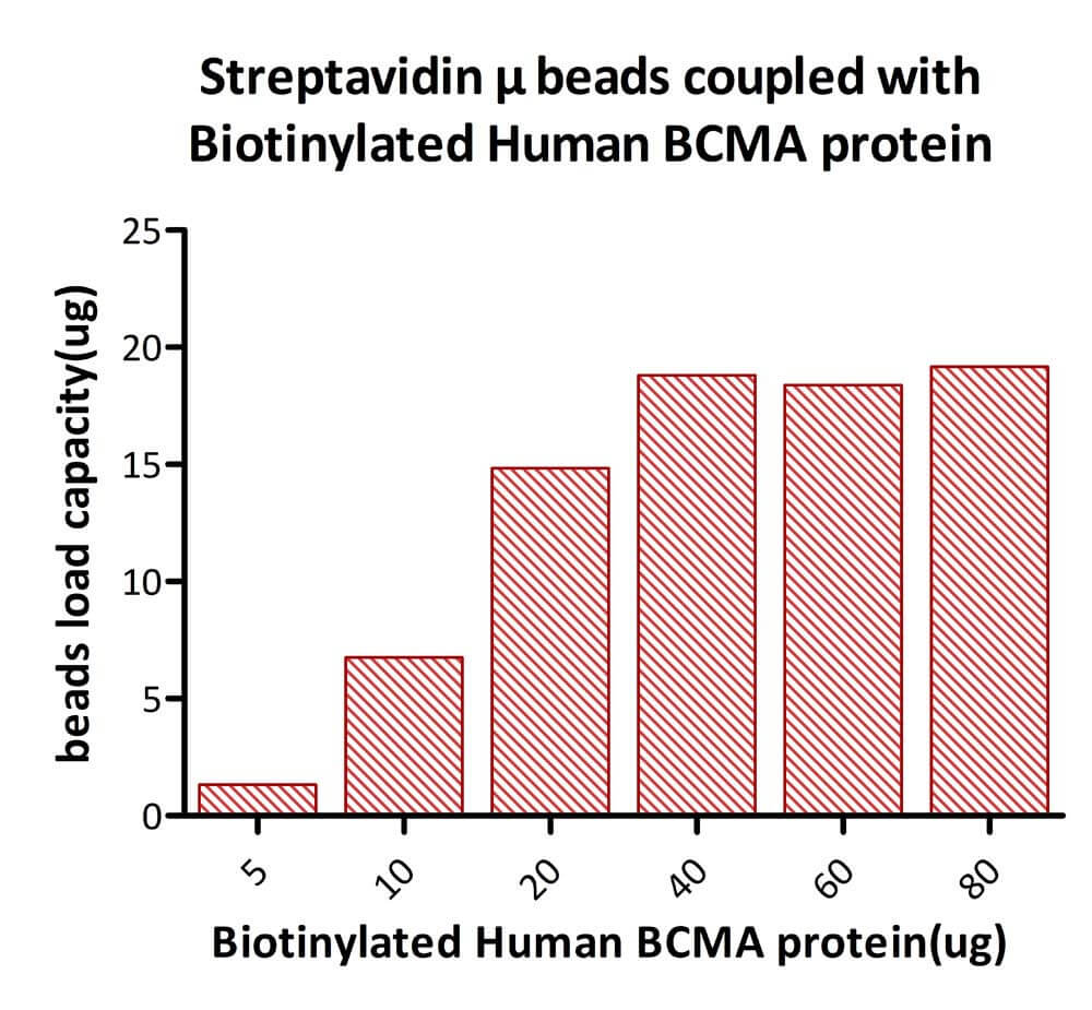 Streptavidin-coupled Magnetic Beads