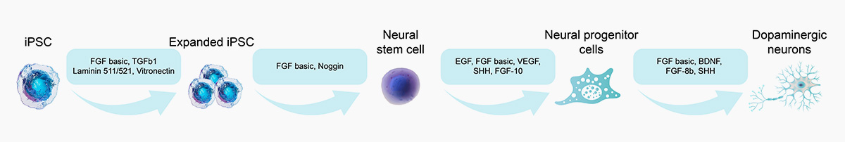 iPSC-Macrophage_Workflow