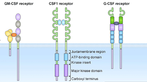 Schematic diagram of CSFs and their receptor families