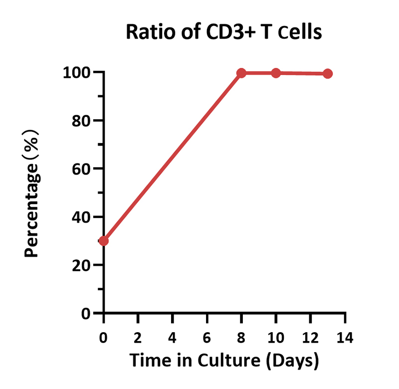 Cultivation Scheme of PBMC-Derived T Cells in 3L Systems