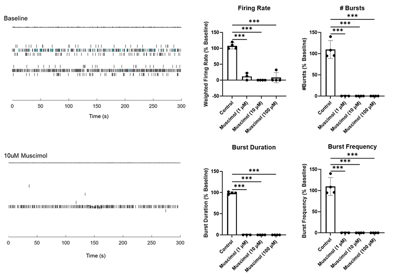 Assessment of Neurotoxicity with Cerebral Organoids (Muscimol)