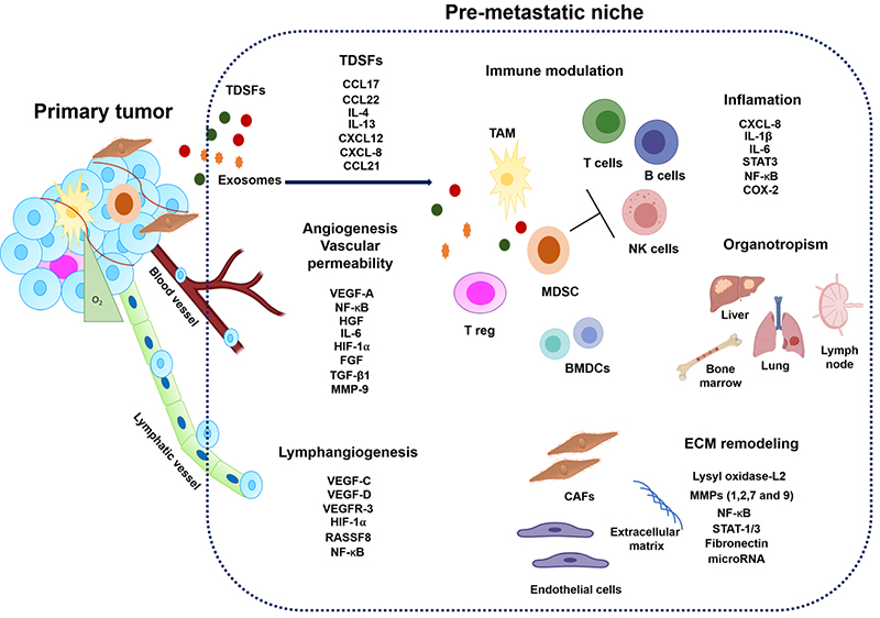 Role of Cytokines in tumors