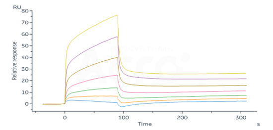 Biotinylated Human HLA-C*07:02:01 & B2M & RYR