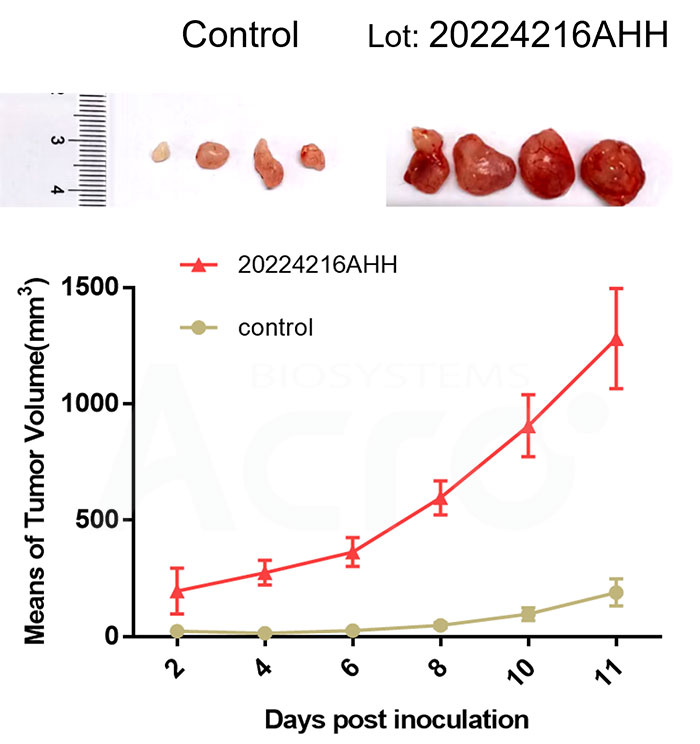 Tumorigenesis Assay