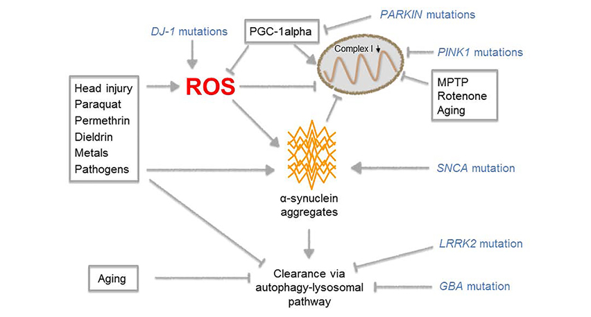 Parkinson-Krankheit (PD)