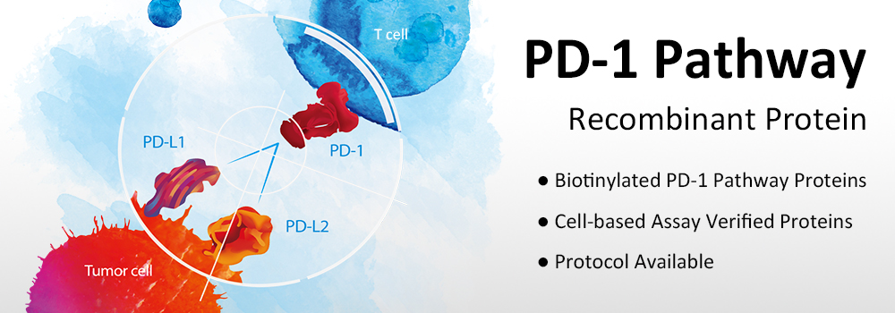 PD-1 Signalweg Rekombinante Proteinsammlung