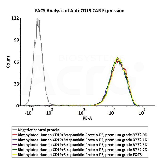 Anwendungsdaten für PE-markiertes SA-Protein (FACS)