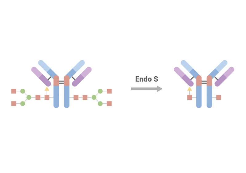 Endo S (200U/μl) (Kat. Nr. ENS-S5143)