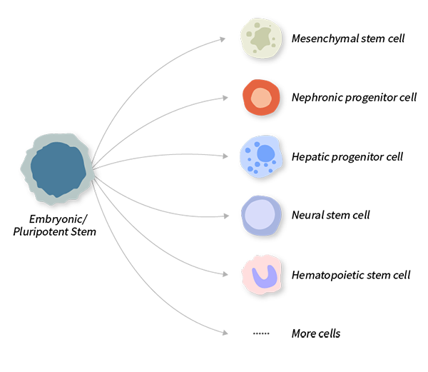 Mesenchymal Stem Cell