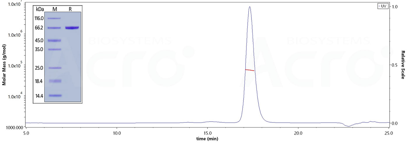 High purity and structural homogeneity verified by SDS-PAGE and SEC-MALS