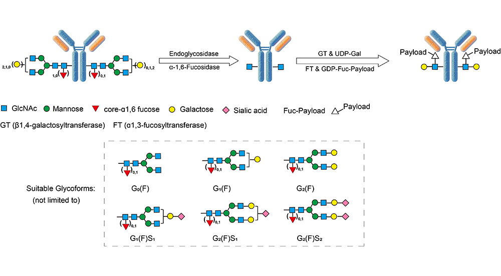 AGlink ADC Conjugation Kit (MMAE, DAR2)