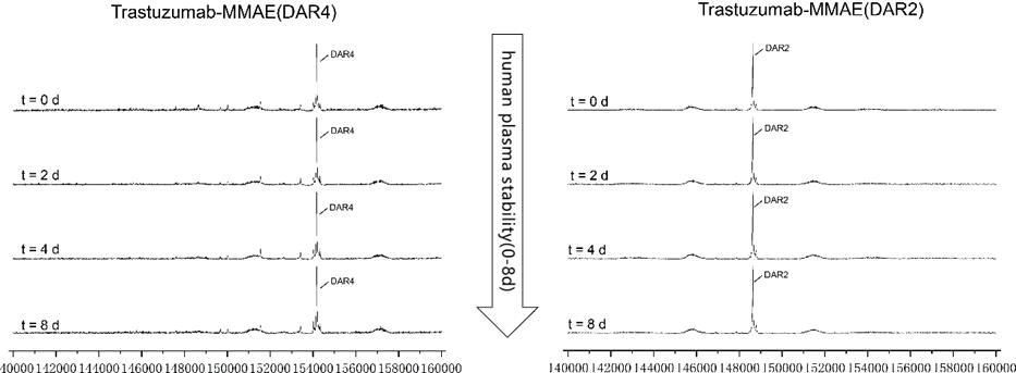 The conjugates have high in-vitro plasma stability