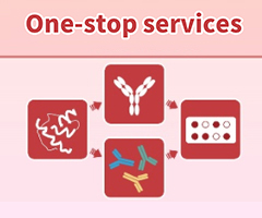 Anti-Idiotypic Antibody Development Service