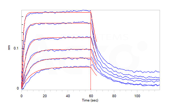 Nectin-4 protein's affinity verified by BLI