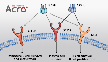 BCMA-Proteinen
