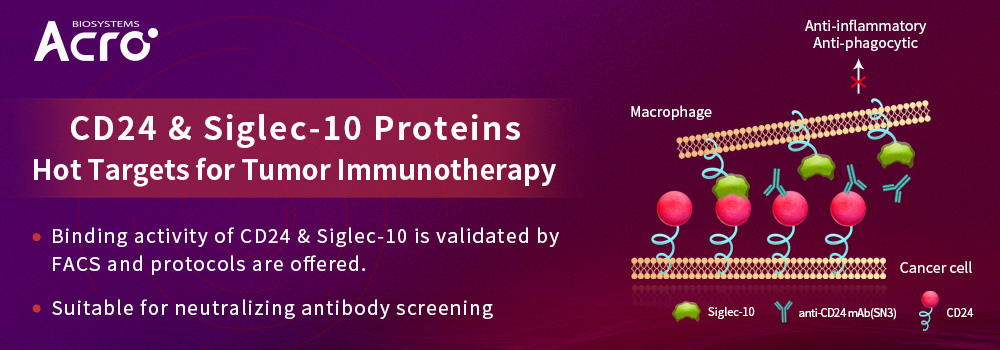 CD24- und Siglec-10-Proteine – heiße Ziele für die Tumor-Immuntherapie