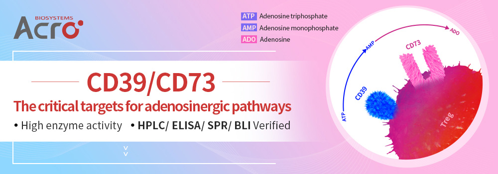 CD39/CD73: die kritischen Ziele für adenosinerge Signalwege