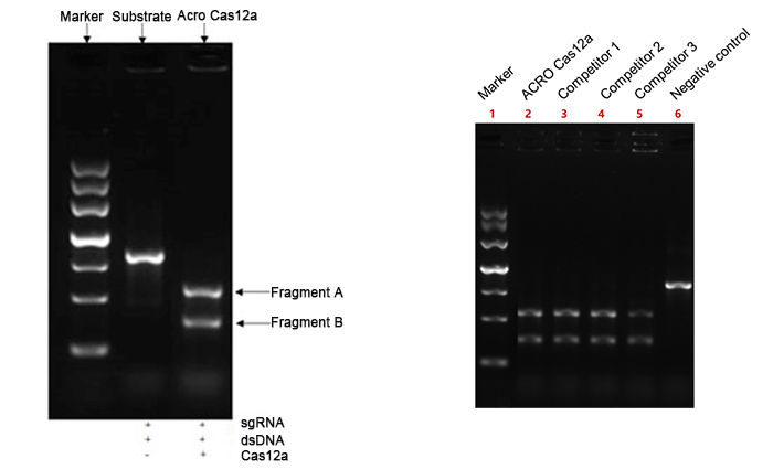 NLS-Cas12a Nuclease (MALS verified)