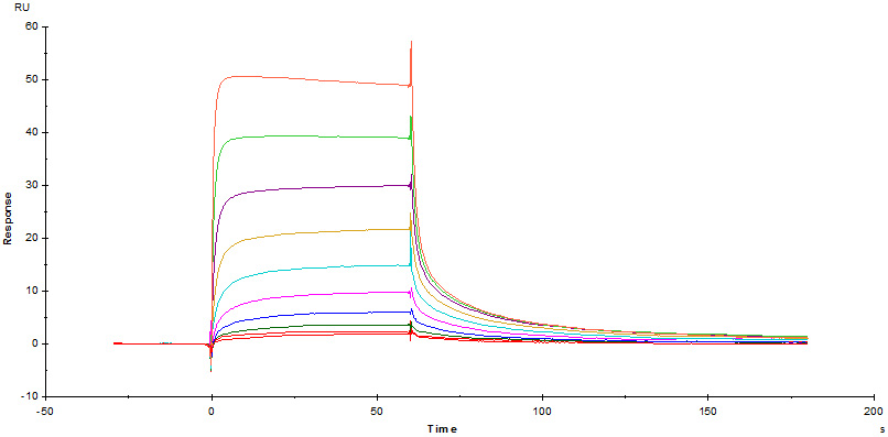 Fc receptors-High batch to batch consistency