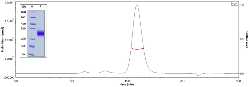 Fc receptors-SPR