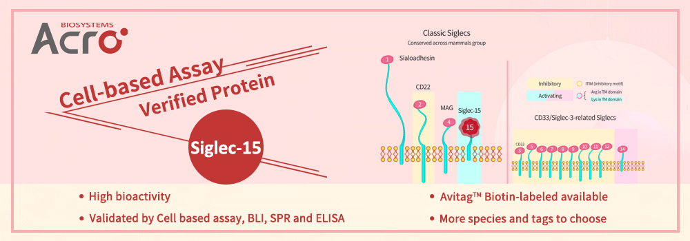  Mittels zellbasiertem Assay geprüftes Siglec-15-Protein