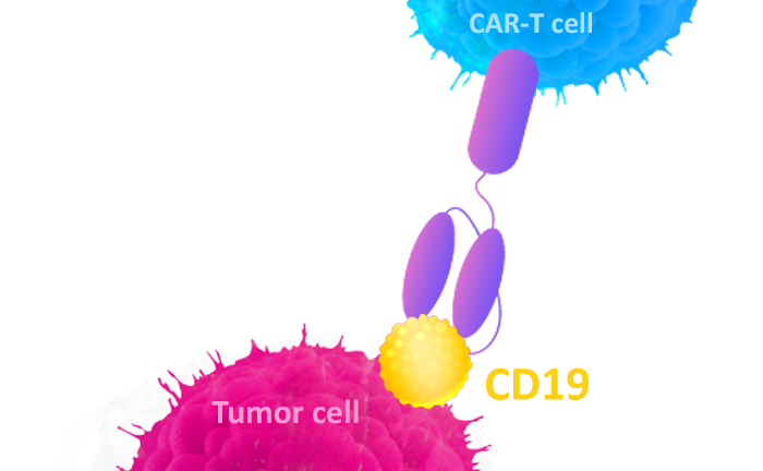 CD19 Proteins