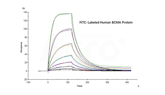 BCMA binding affinity  verified by SPR