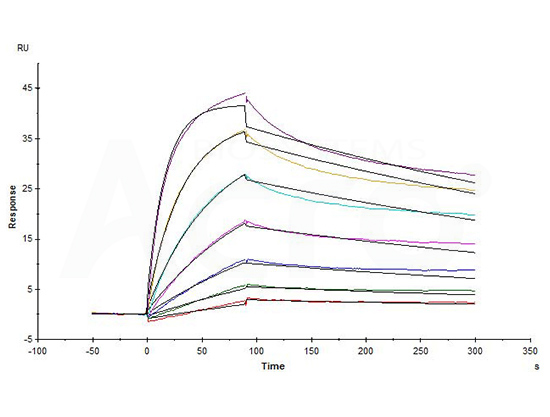 High affinity validation of CD20-DDM/CHSE