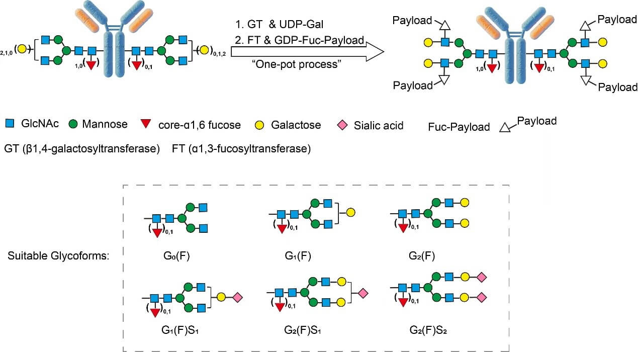  Tetrazine ASSAY PRINCIPLES