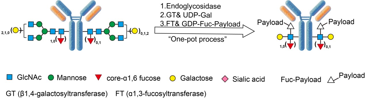  DBCO ASSAY PRINCIPLES