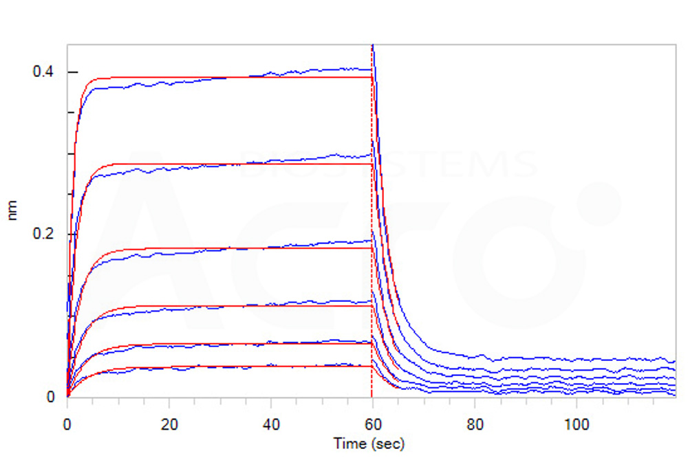 Human_FcRn_Heterodimer_Protein_Bli