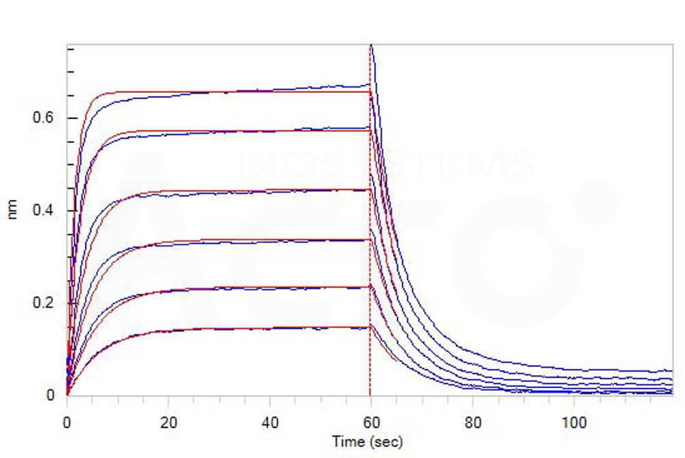 Human_FcRn_Heterodimer_Protein_Bli