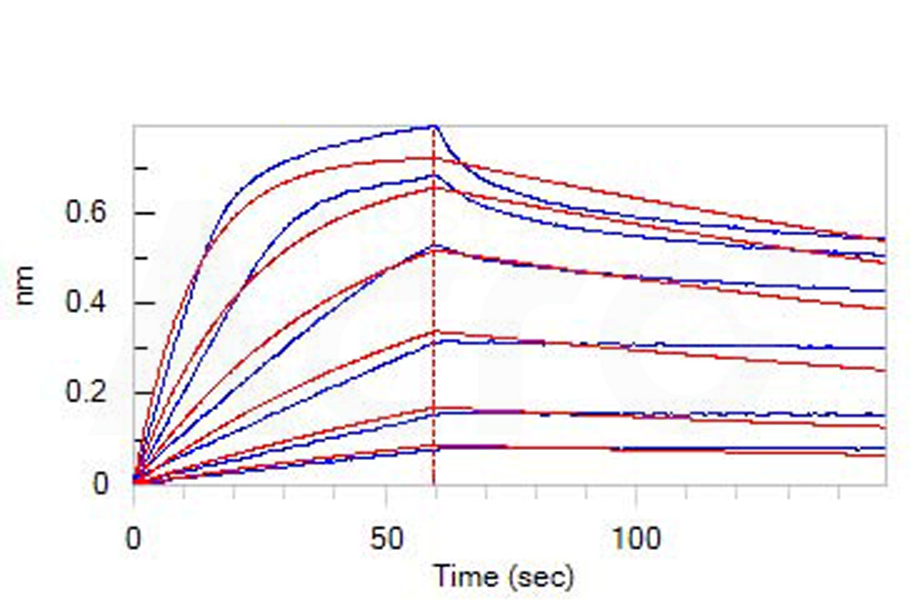 Human_FcRn_Heterodimer_Protein_Bli