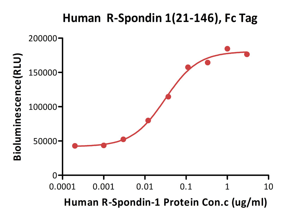  R-Spondin 1 CELL