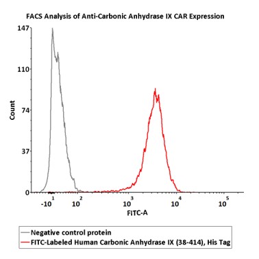  Carbonic Anhydrase IX FACS