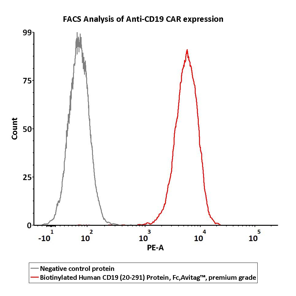  CD19 FACS