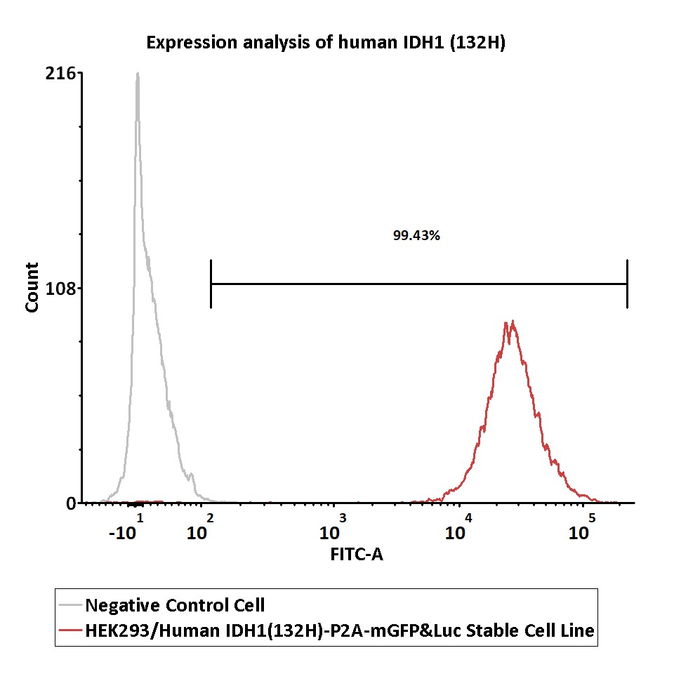  IDH1(132H)-P2A-mGFP&Luc FACS