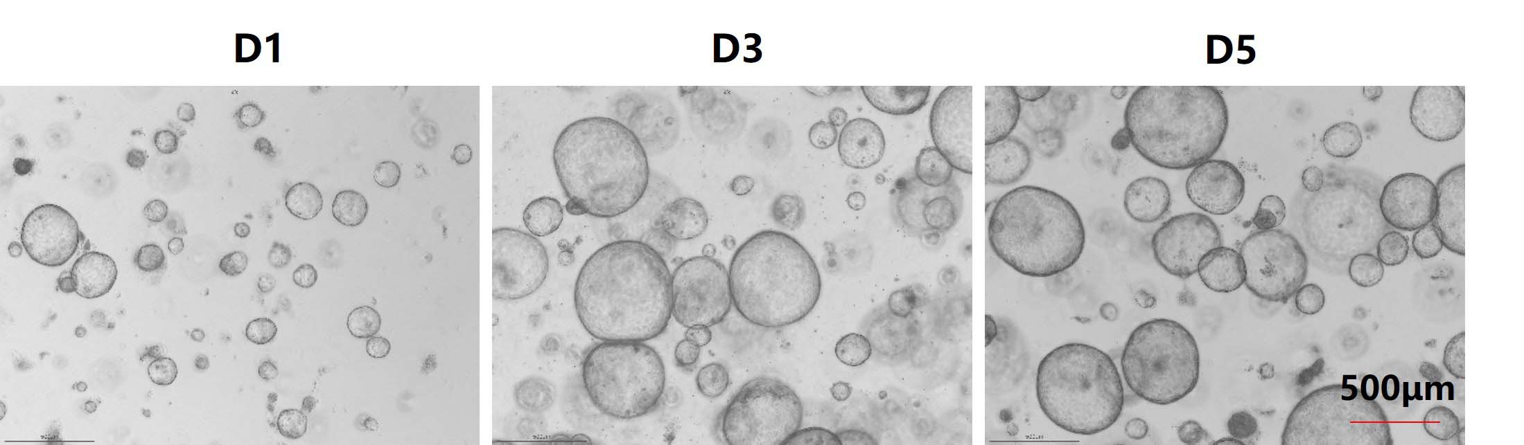  FGF-7 ORGANOID CULTURE