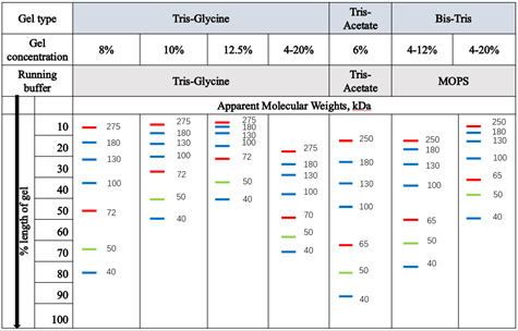 Migration patterns of the Marker in different electrophoretic conditions