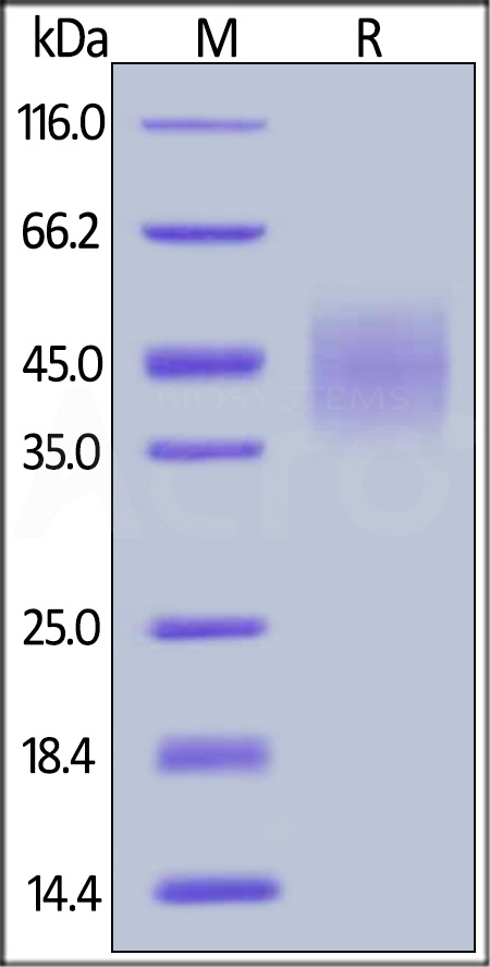 2B4 SDS-PAGE