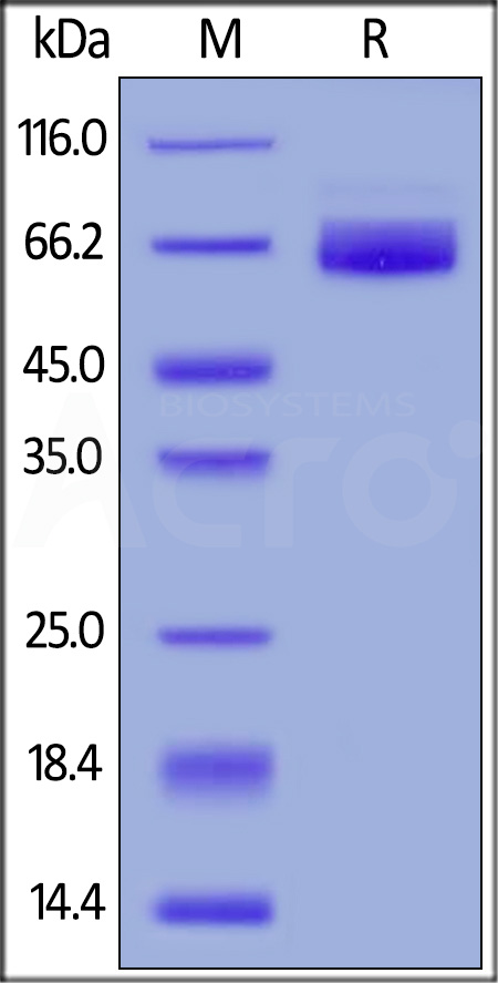 2B4-H5255-sds