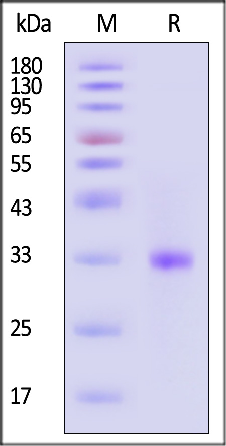 3C-like Proteinase SDS-PAGE