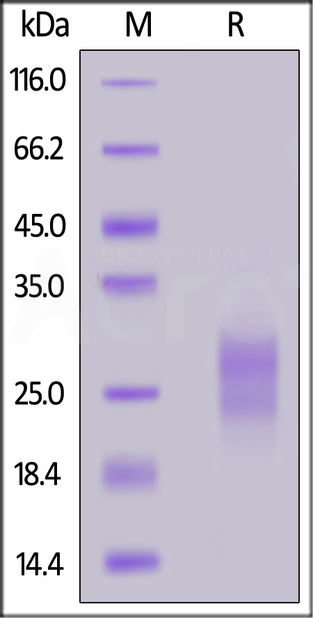 41B-H82E4-sds