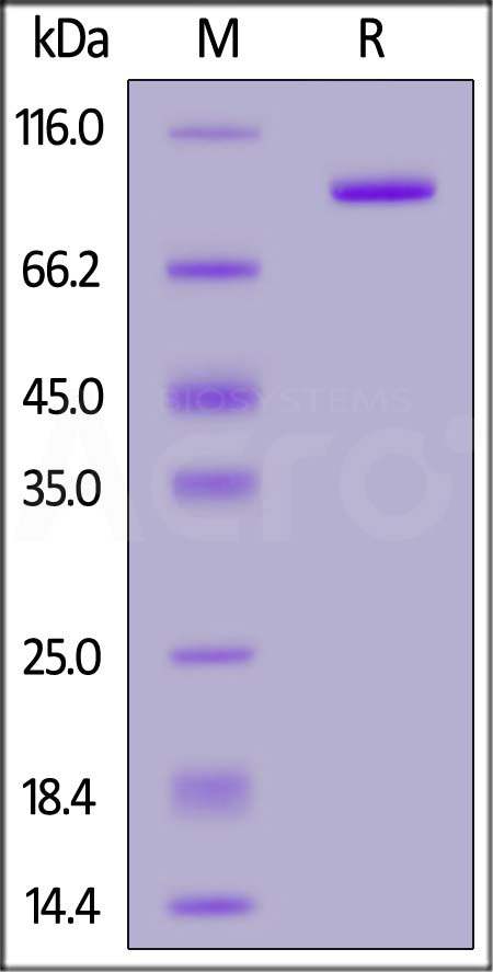 4-1BB Ligand SDS-PAGE