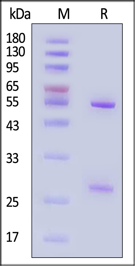 A17L SDS-PAGE