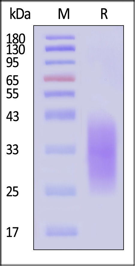 A3L-M5244-sds